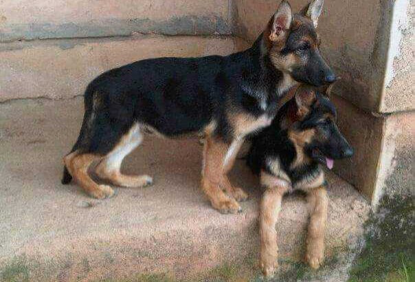 Pure breed puppies available for sale both sex