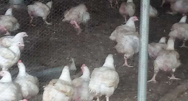 Chickens for sale