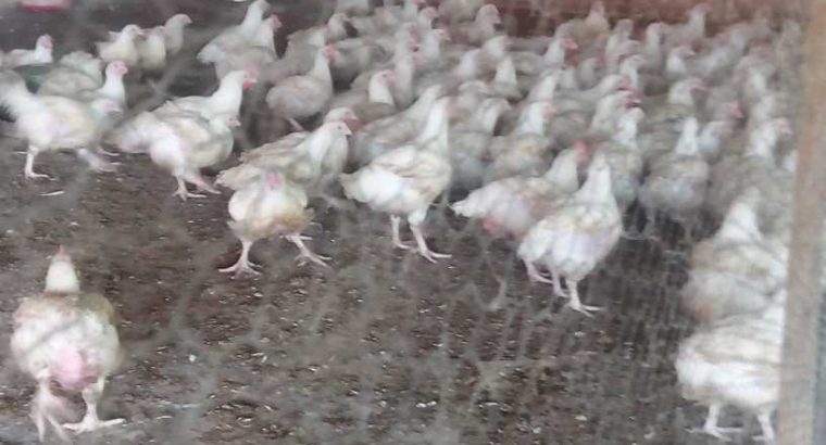 Chickens for sale
