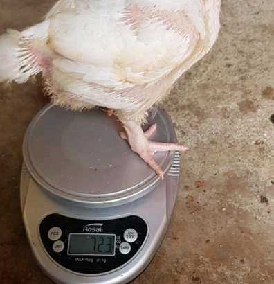 fresh egss and livestock for sell