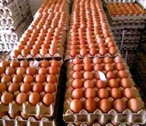 fresh egss and livestock for sell