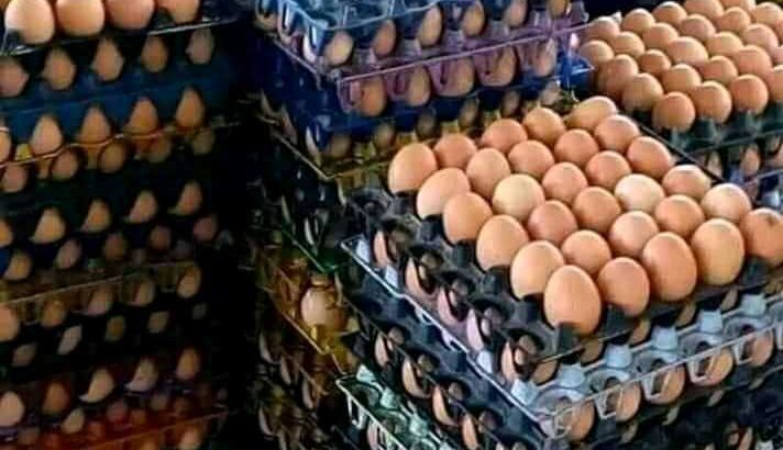 fresh egss and livestock for sell