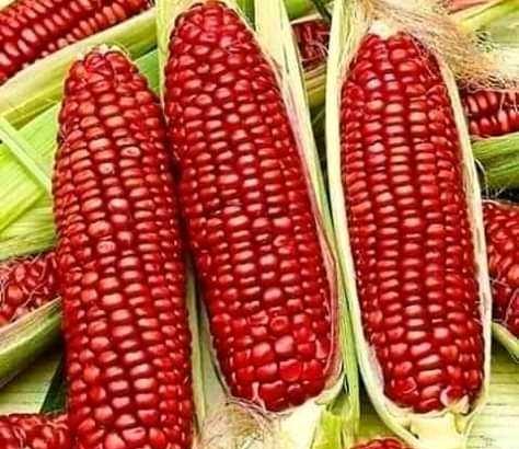 Daniel Farm Products