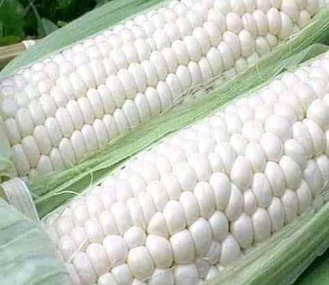 Daniel Farm Products