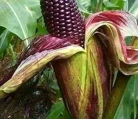 Daniel Farm Products