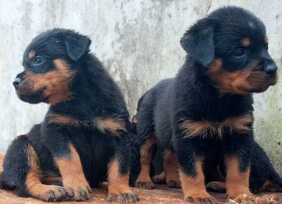 Rottweiler Puppies Available For Sale