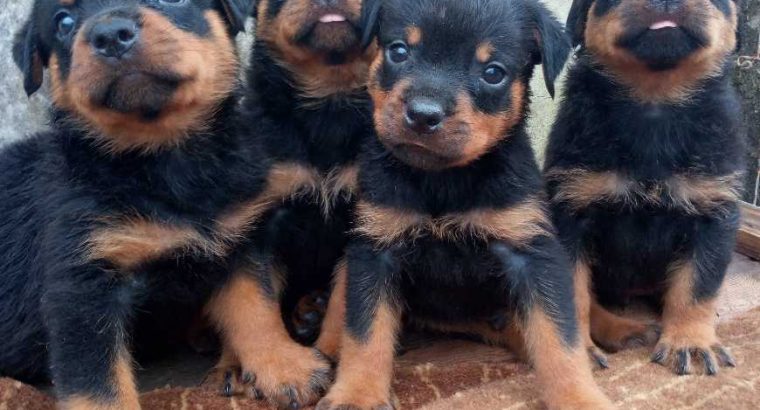 Rottweiler Puppies Available For Sale