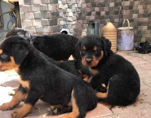 Rottweiler Puppies Available For Sale