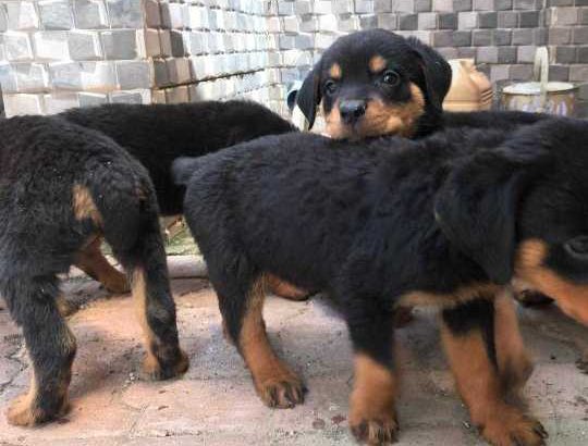 Rottweiler Puppies Available For Sale