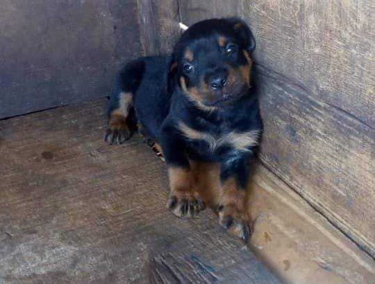 Rottweiler Puppies Available For Sale