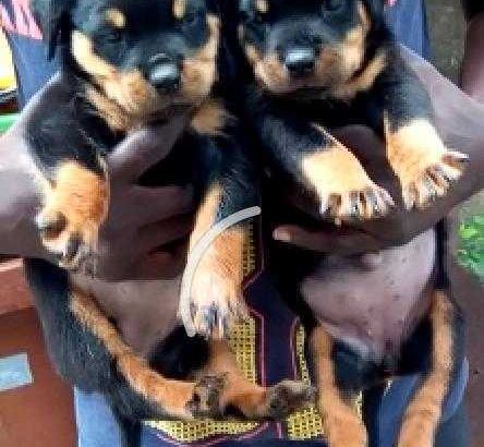 Rottweiler Puppies Available For Sale