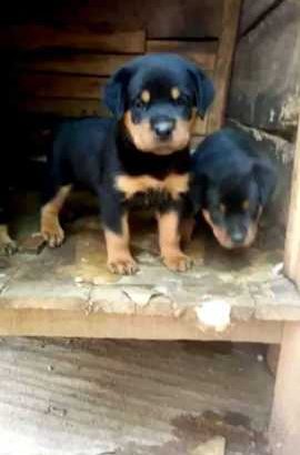 Rottweiler Puppies Available For Sale