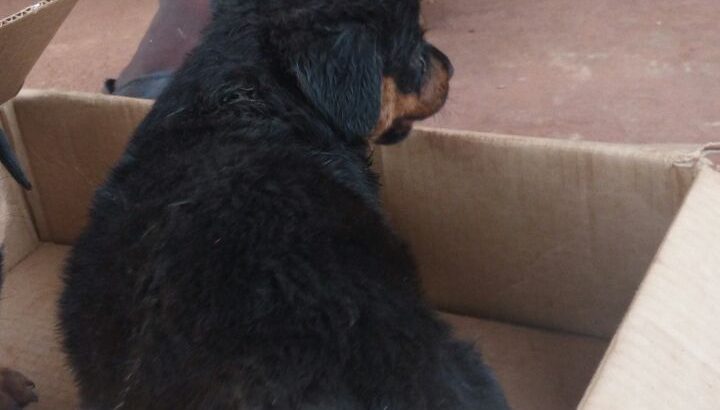 Pure breed puppies available for sale both sex