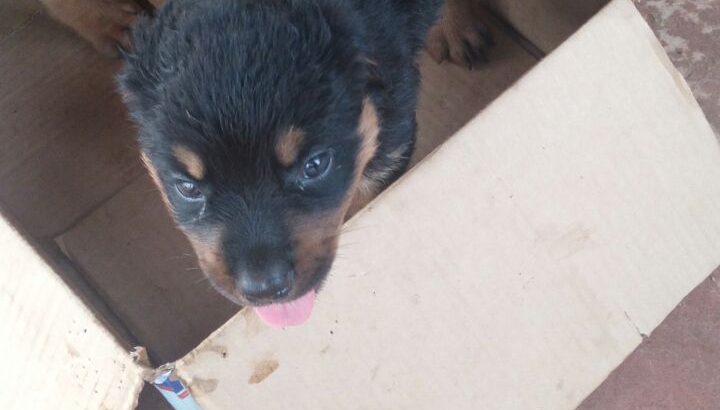 Pure breed puppies available for sale both sex