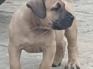 Pure breed puppies available for sale both sex