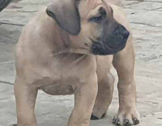 Pure breed puppies available for sale both sex