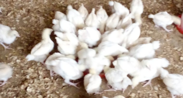 Broiler chickens for sale