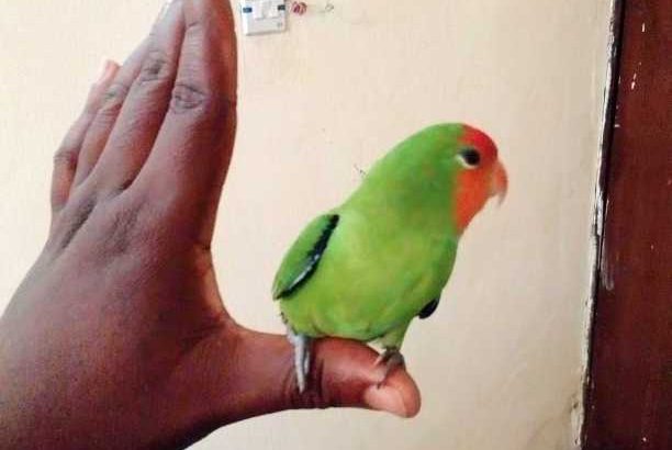 pet lovebird parrots male and female available and if you need one you can get it too