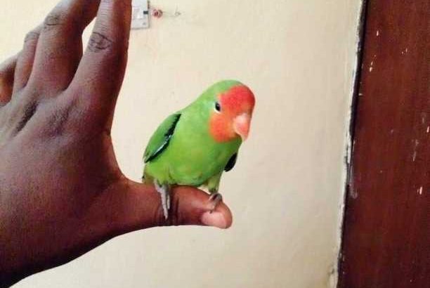pet lovebird parrots male and female available and if you need one you can get it too