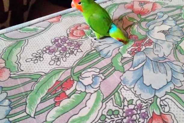 pet lovebird parrots male and female available and if you need one you can get it too