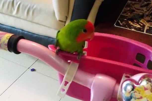 pet lovebird parrots male and female available and if you need one you can get it too