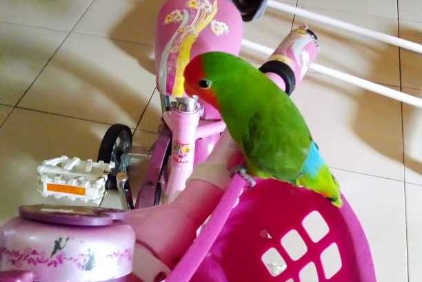 pet lovebird parrots male and female available and if you need one you can get it too