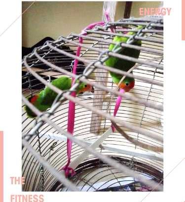 pet lovebird parrots male and female available and if you need one you can get it too