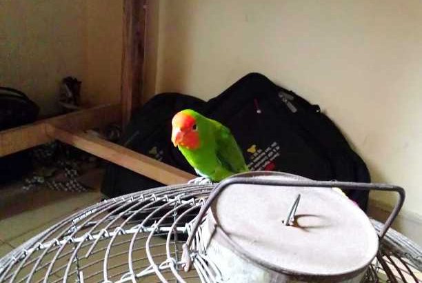 pet lovebird parrots male and female available and if you need one you can get it too