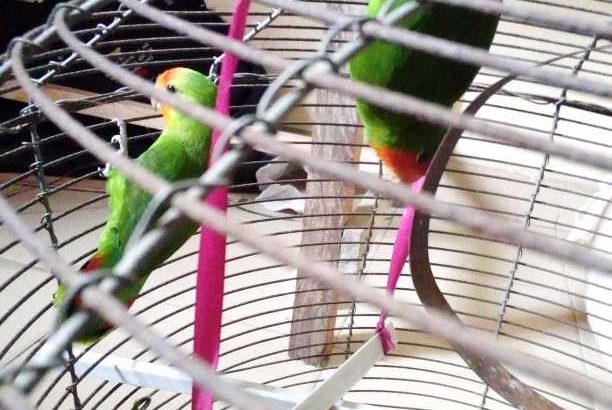 pet lovebird parrots male and female available and if you need one you can get it too