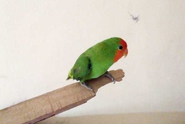 pet lovebird parrots male and female available and if you need one you can get it too