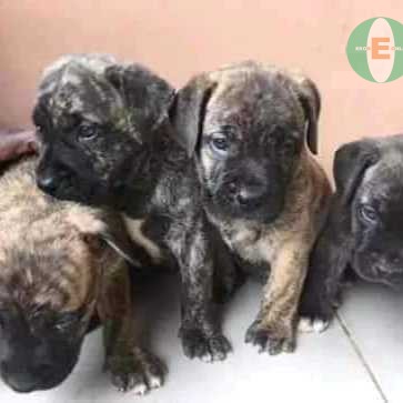 Clean Friendly Puppies For Sale