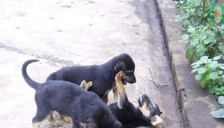 Clean Friendly Puppies For Sale