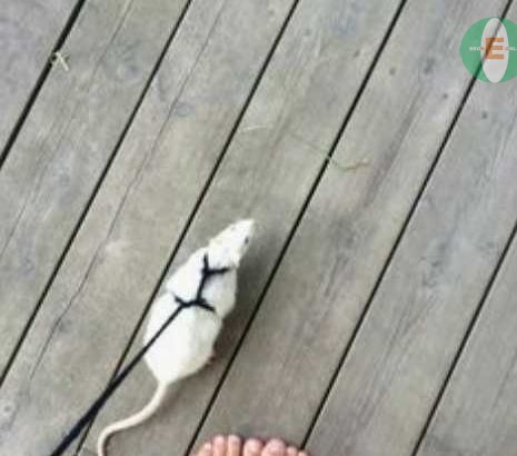 Pet Rat