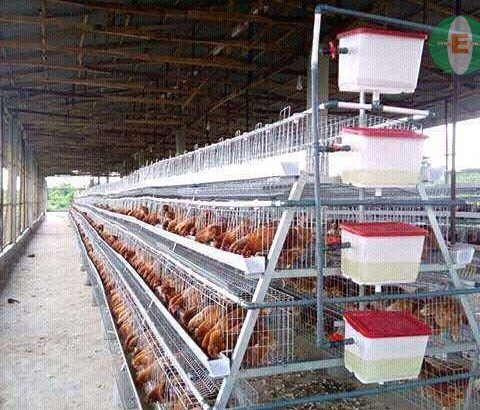 DYNAMIC BATTERY CAGE